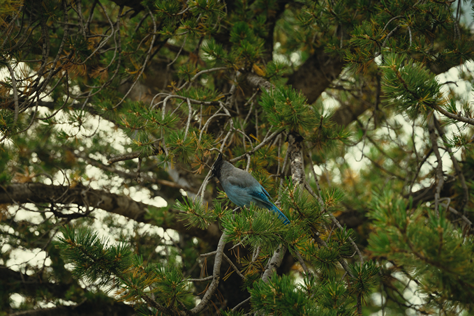 bird sits high in a tree in the Colorado rockies