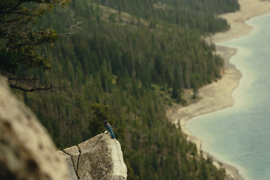 bird sits high on a ledge above Lake Dillon